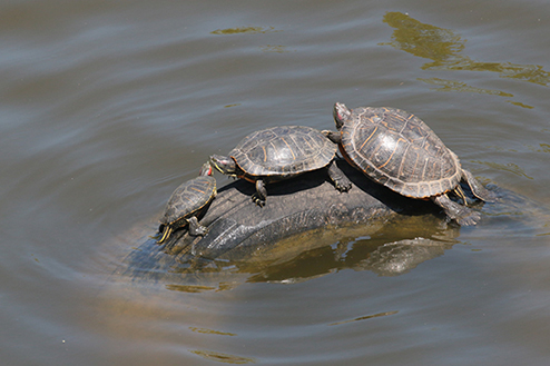 roodwangschildpad